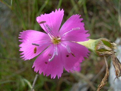 Diantus Sylvestris