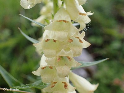 Digitalis Lutea