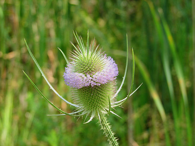 Dipsacus Follonum