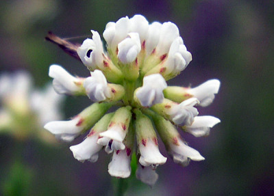 Dorycnium Erbaceum