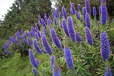 Echium