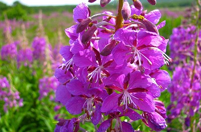 פאזל של Epilobium Angustifolium