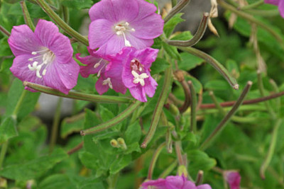 פאזל של Epilobium Hirsutum