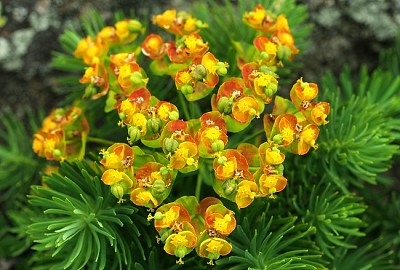 Euphorbia Cyparissias