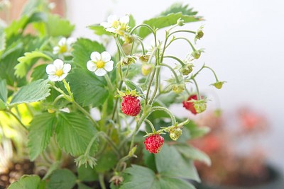 Fragaria Vesca