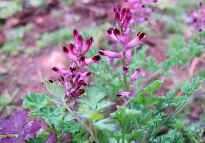 Fumaria Officinalis