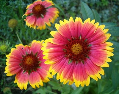 Gaillardia