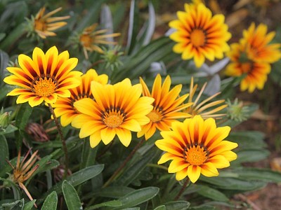 Gazania