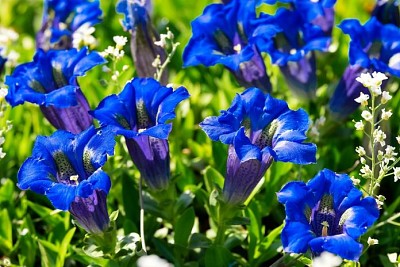 Genziana