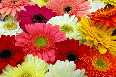 Gerbera jigsaw puzzle