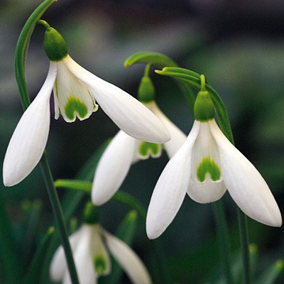 Galanthus Atkinsii (nivalis)