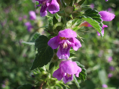 Galeopsis Tetrahit