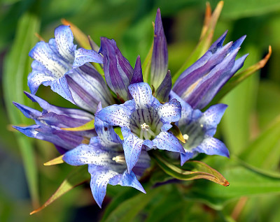 Gentiana Asclepiadea jigsaw puzzle