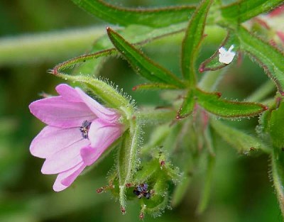 Geranium Disectum