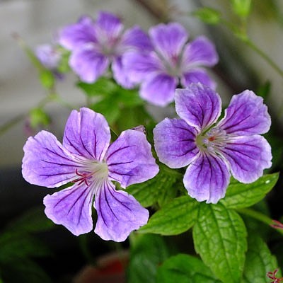 פאזל של Geranium Nodosum