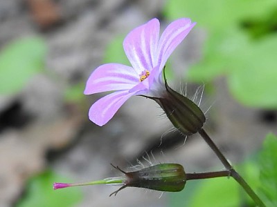 Geranium Robertianum