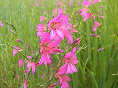 Gladiolus Italicus