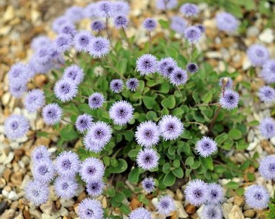 Globularia Incanescens