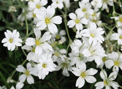 פאזל של Gypsophita Oldamiana