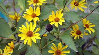 פאזל של Helianthus Tuberosus