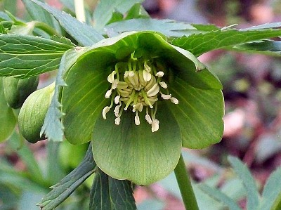 פאזל של Helleborus Viridis