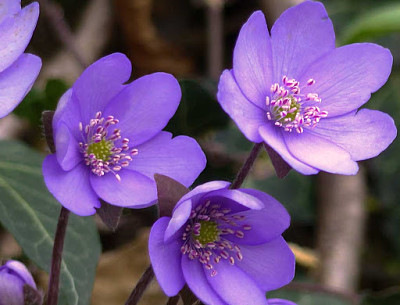 Hepatica Nobilis