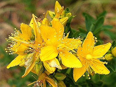 פאזל של Hypericum Perforatum