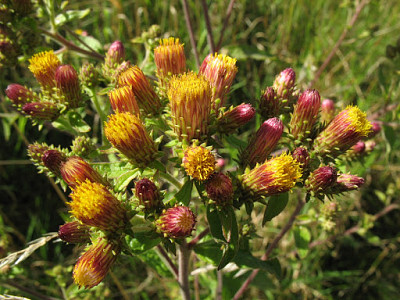 Inula Conyzae