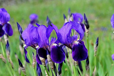 פאזל של Iris Marsica