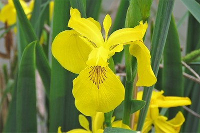 פאזל של Iris Pseudacorus