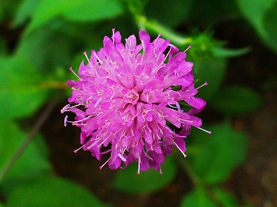 Knautia Drymeia