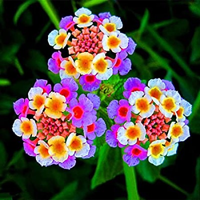 Lantana jigsaw puzzle