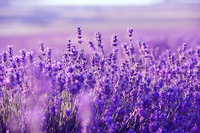 Lavanda