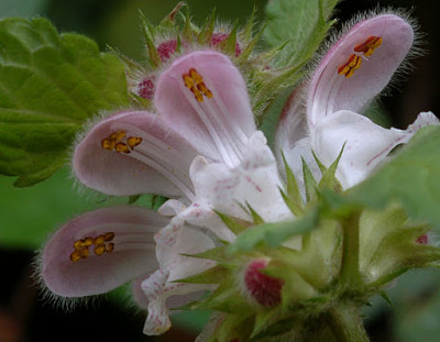 Lamium Flexuosus