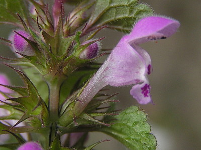 Lamium Purpureum jigsaw puzzle