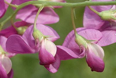 פאזל של Lathyrus Tuberosus