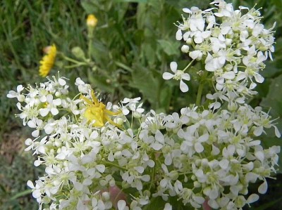 Lepidum Draba jigsaw puzzle