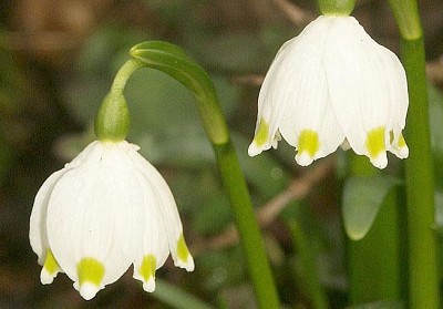 פאזל של Leucojum Vernum