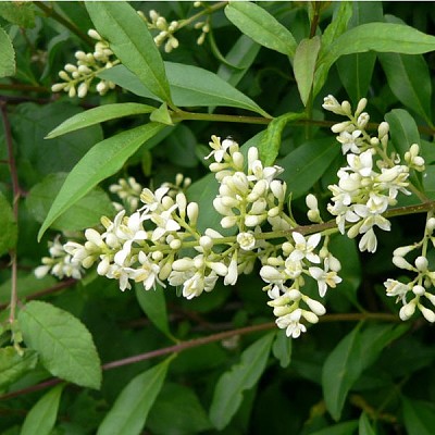 פאזל של Ligustrum Vulgaris