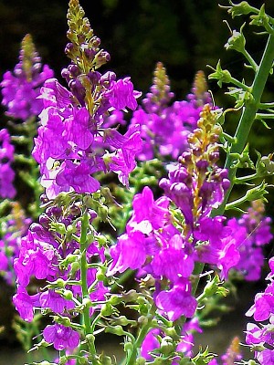 פאזל של Linaria Porpurea