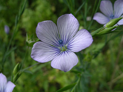 Linum Bienne