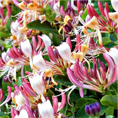 Lonicera Caprifolium jigsaw puzzle