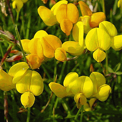 Lotus Corniculatus jigsaw puzzle