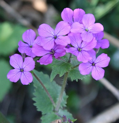 Lunaria Annua