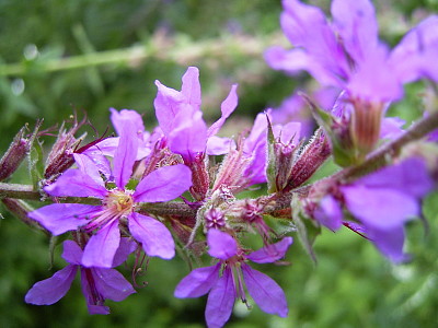 פאזל של Lythrum Salicaria