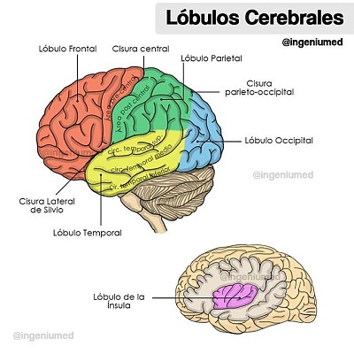 פאזל של Cerebro