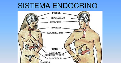 פאזל של Sistema endocrino