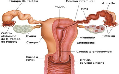 Sistema reproductor femenino