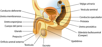 Sistema reproductor masculino