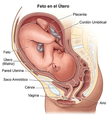 פאזל של Desarrollo embrionario